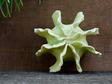 Load image into Gallery viewer, Sculpture for Wall or Table - Nature Inspired -Salt Fired Porcelain
