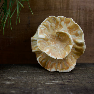 Spiral Sculpture for Wall or Table - Nature Inspired -Salt Fired Porcelain