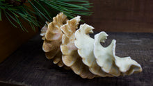Load image into Gallery viewer, Natural Spiral - Porcelain Sculpture for Wall or Table - Salt Fired