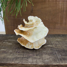 Load image into Gallery viewer, Sculpture for Wall or Table - Nature Inspired -Salt Fired Porcelain