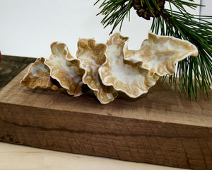 Natural Spiral - Porcelain Sculpture for Wall or Table - Salt Fired