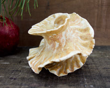 Load image into Gallery viewer, Spiral Sculpture for Wall or Table - Nature Inspired -Salt Fired Porcelain