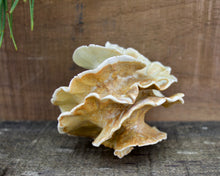 Load image into Gallery viewer, Sculpture for Wall or Table - Nature Inspired -Salt Fired Porcelain
