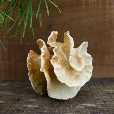 Sculpture for Wall or Table - Nature Inspired -Salt Fired Porcelain