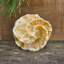 Load image into Gallery viewer, Sculpture for Wall or Table - Nature Inspired -Salt Fired Porcelain