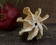Load image into Gallery viewer, Sculpture for Wall or Table - Nature Inspired -Salt Fired Porcelain