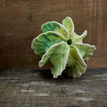 Load image into Gallery viewer, Sculpture for Wall or Table - Nature Inspired -Salt Fired Porcelain