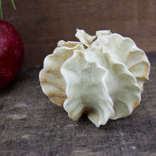 Load image into Gallery viewer, Sculpture for Wall or Table - Nature Inspired -Salt Fired Porcelain