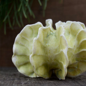 Sculpture for Wall or Table - Nature Inspired -Salt Fired Porcelain