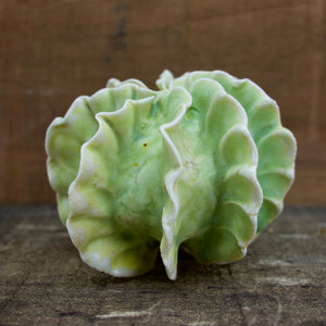 Sculpture for Wall or Table - Nature Inspired -Salt Fired Porcelain