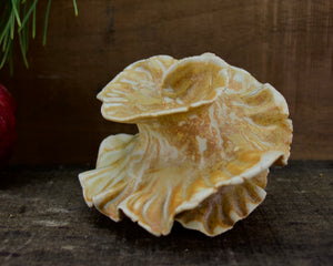 Spiral Sculpture for Wall or Table - Nature Inspired -Salt Fired Porcelain