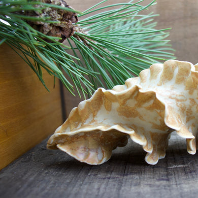 Natural Spiral - Porcelain Sculpture for Wall or Table - Salt Fired
