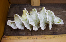 Load image into Gallery viewer, Natural Spiral - Porcelain Sculpture for Wall or Table - Salt Fired