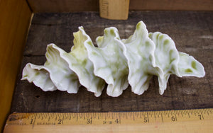 Natural Spiral - Porcelain Sculpture for Wall or Table - Salt Fired