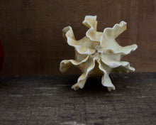 Load image into Gallery viewer, Sculpture for Wall or Table - Nature Inspired -Salt Fired Porcelain