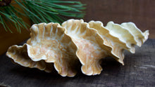 Load image into Gallery viewer, Natural Spiral - Porcelain Sculpture for Wall or Table - Salt Fired