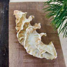 Load image into Gallery viewer, Natural Spiral - Porcelain Sculpture for Wall or Table - Salt Fired