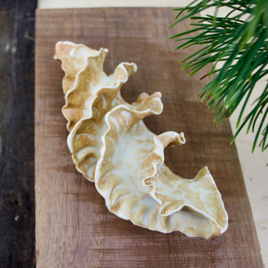 Natural Spiral - Porcelain Sculpture for Wall or Table - Salt Fired